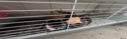 Lionhead rabbits for sale: Mixed Netherland and lionhead  in Pudsey - Advert 6