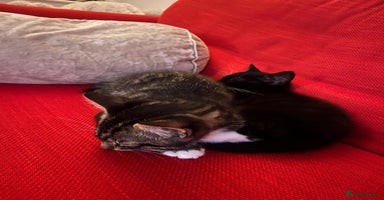 Domestic Shorthair cats - Advert 16