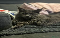 Maine Coon cats for sale: Stunning Maine coon kittens  - Image 9