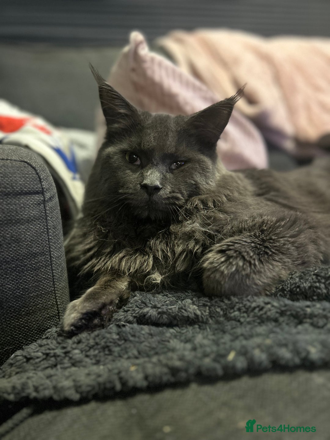 Maine Coon cats for sale: Stunning Maine coon kittens  - Image 9