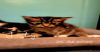 British Shorthair cats - Advert 5