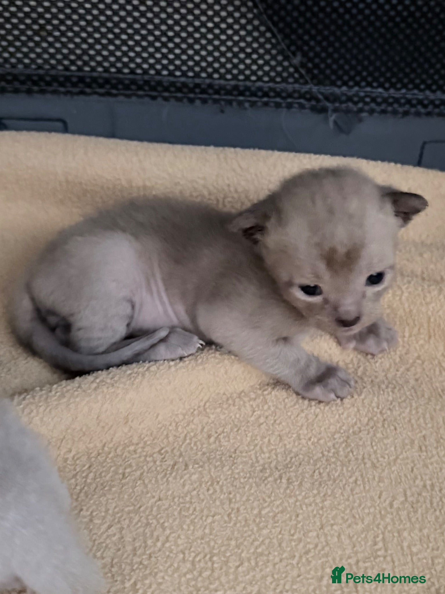 Burmese cats GCCF registered Burmese Kittens-Brown boy availabl - Advert 1