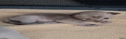 Burmese cats for sale: GCCF registered Burmese Kittens-Blue & Brown boys - Advert 9