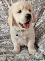 Golden Retriever dogs Adorable Golden boys for sale - Advert 5