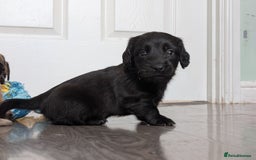 Dachshund dogs for sale: Dachshund x puppies male 2x long haired  - Image 10