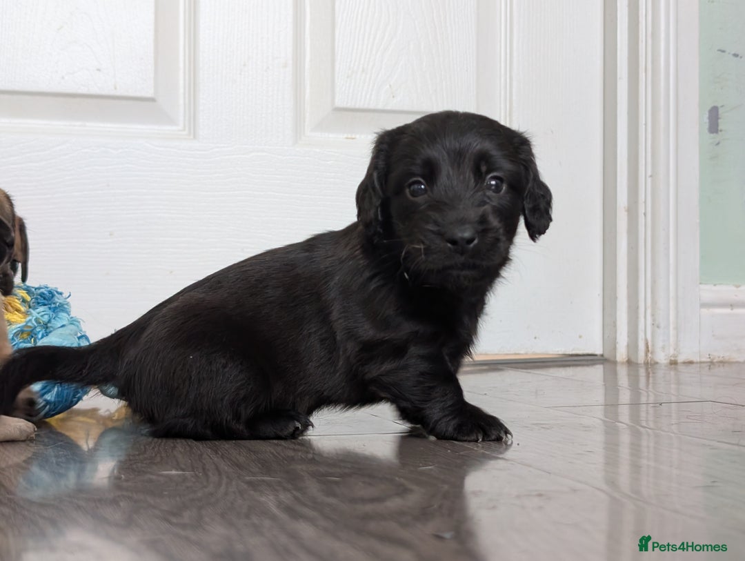 Dachshund dogs for sale: Dachshund x puppies male 2x long haired  - Image 10
