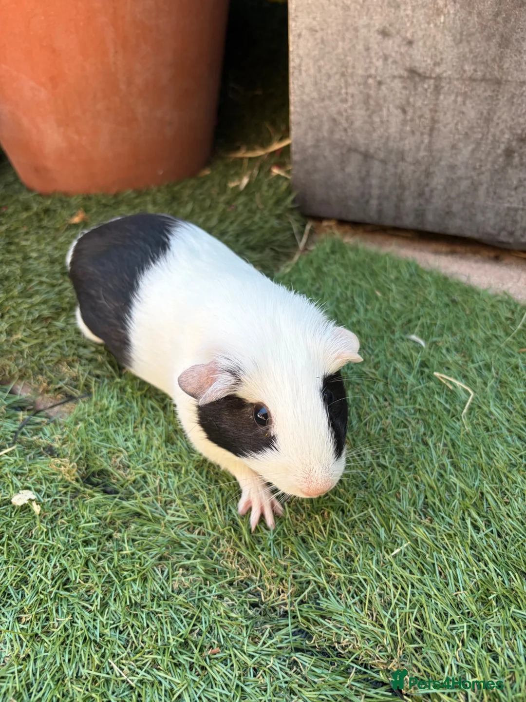 Guinea Pig rodents for sale: 2 beautiful black and white brother and sister  in Chigwell - Advert 2