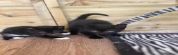 Mixed Breed cats for sale: Lovely kittens - Advert 8