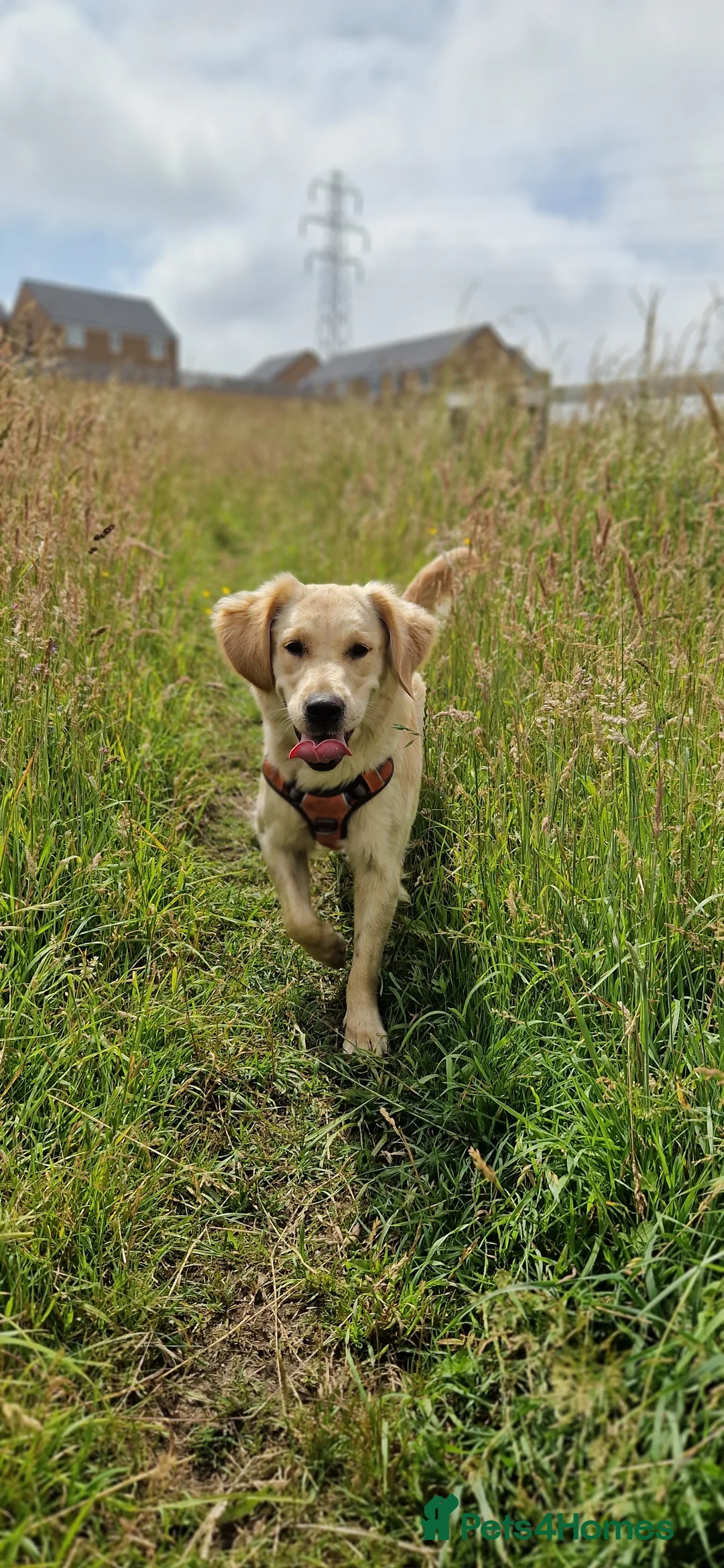 Golden Retriever dogs for sale: Golden Retriever puppies- 3 weeks old - Advert 17