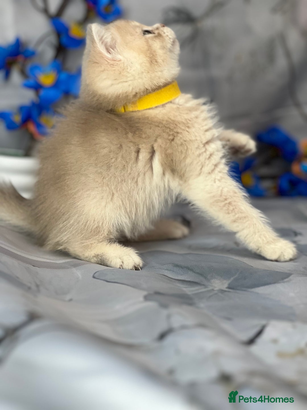 British Shorthair cats for sale: STUNNING TICA BRITISH SHORTHAIR/LONGHAIR KITTENS - Image 19