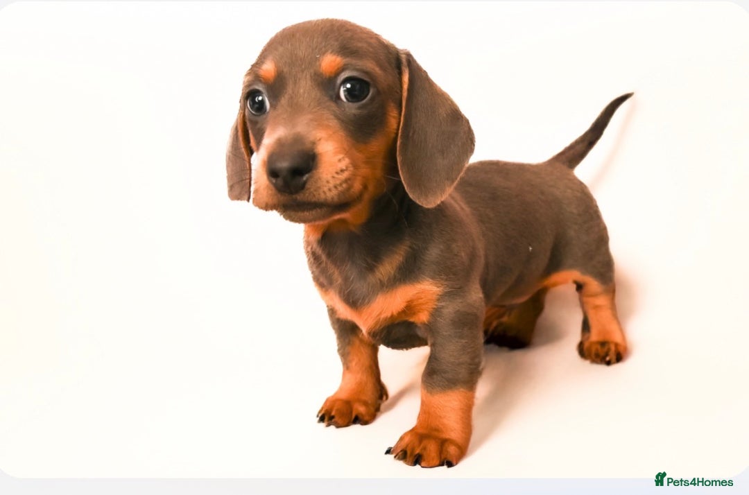 Miniature Dachshund dogs for sale: Miniature dachshunds - Advert 6