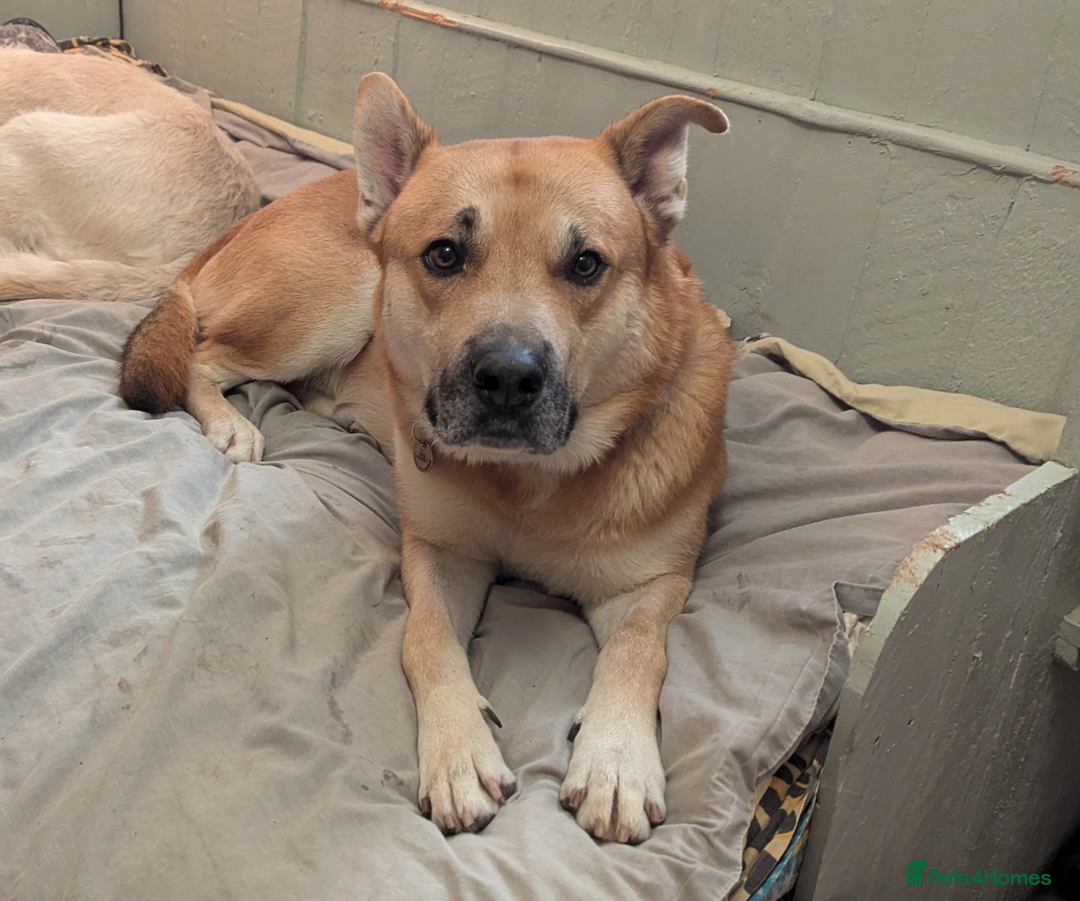 Mixed Breed dogs for sale: Odin. Sweet and beautiful crossbreed boy - Image 3
