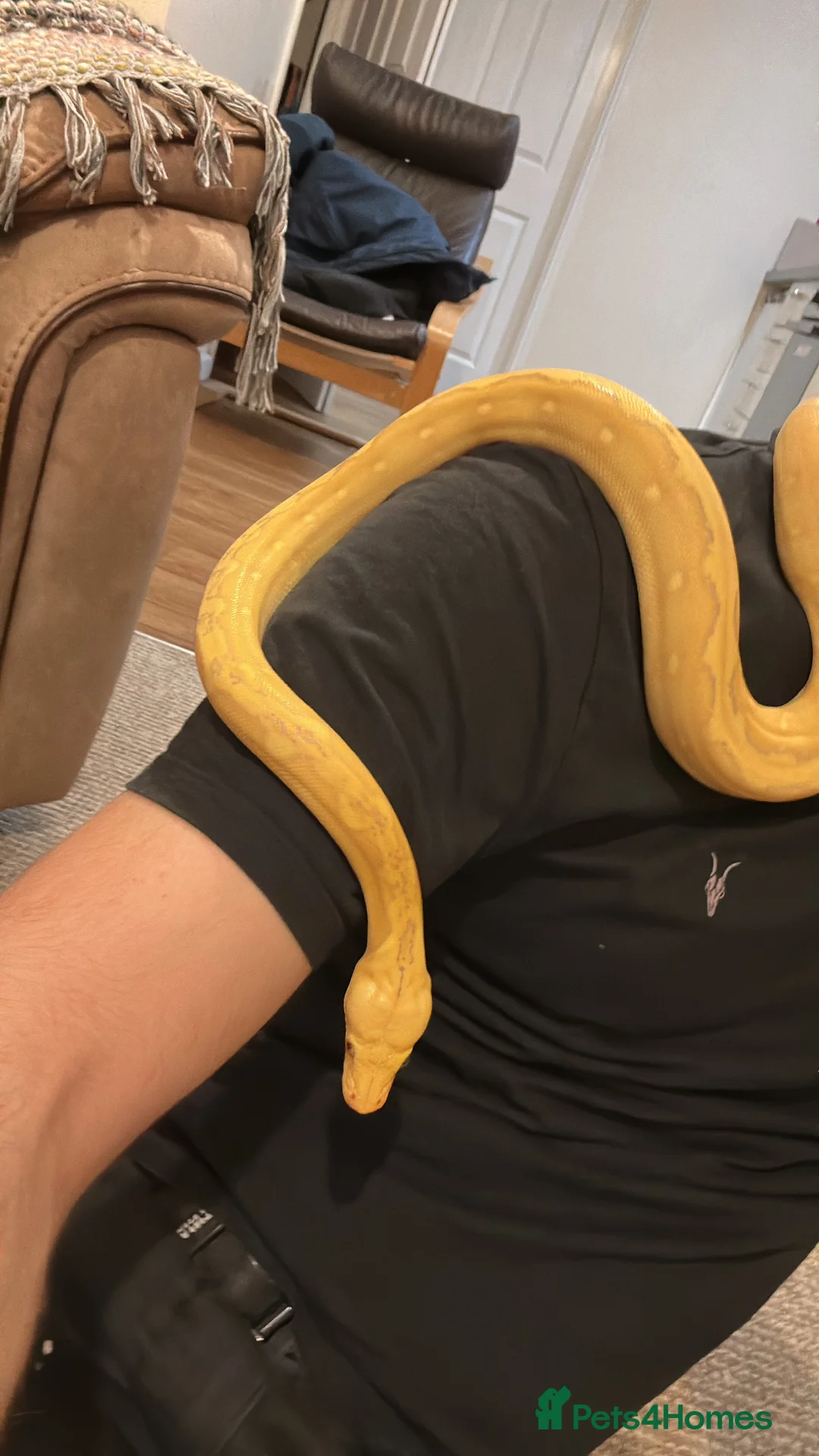 Python Snake reptiles for sale: Purple Sunfire Phantom Retic - Advert 1