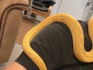 Python Snake reptiles Purple Sunfire Phantom Retic - Advert 2