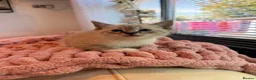 British Shorthair cats for sale: British short haired cross kittens #Ready now  - Advert 4