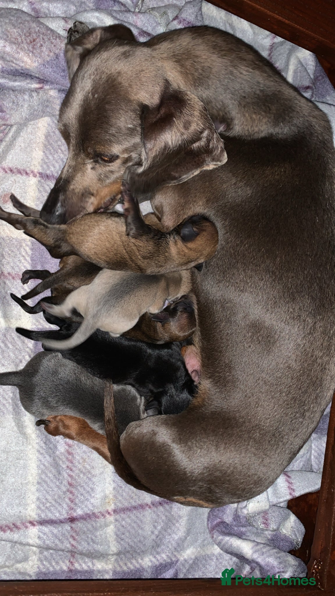 Chiweenie dogs Beautiful chiweenie pups  - Advert 4