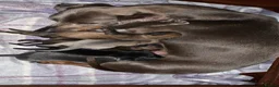 Chiweenie dogs for sale: Beautiful chiweenie pups  - Advert 1
