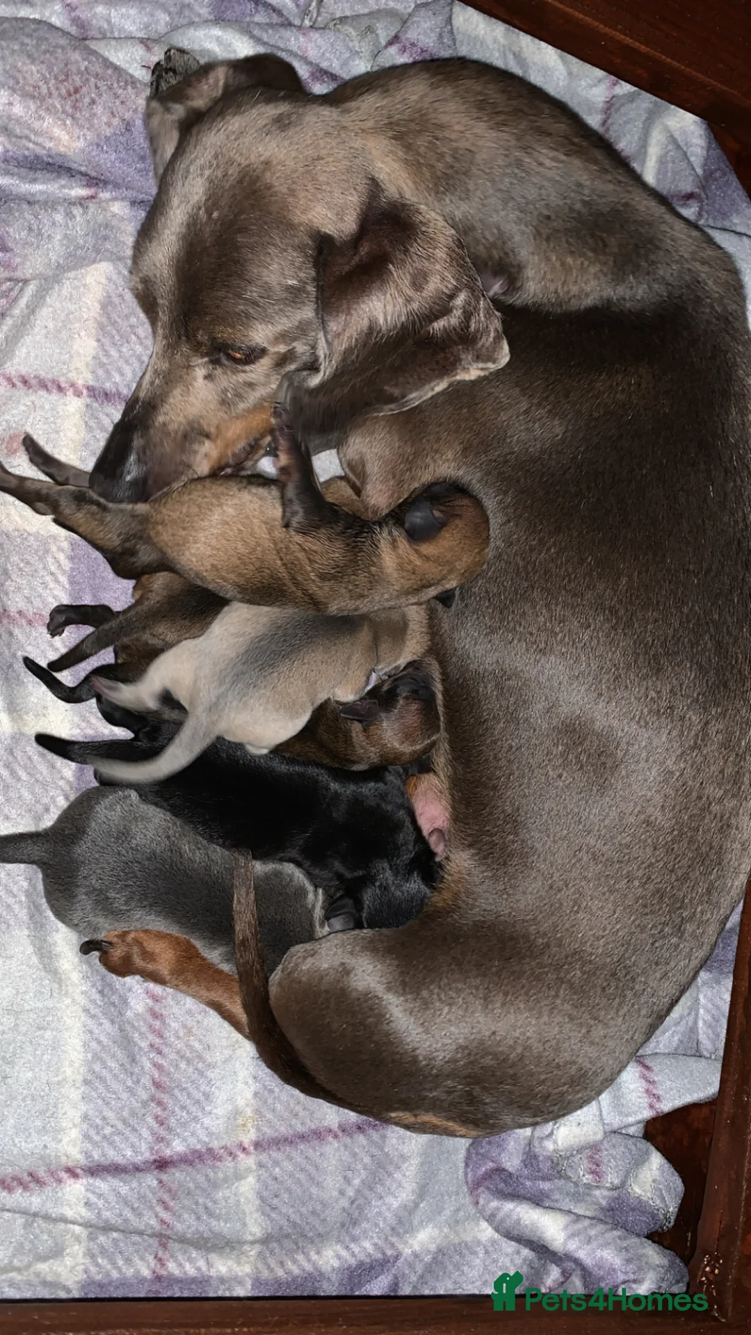 Chiweenie dogs for sale: Beautiful chiweenie pups  - Advert 1