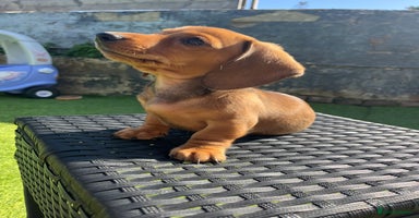 Miniature Dachshund dogs - Advert 4