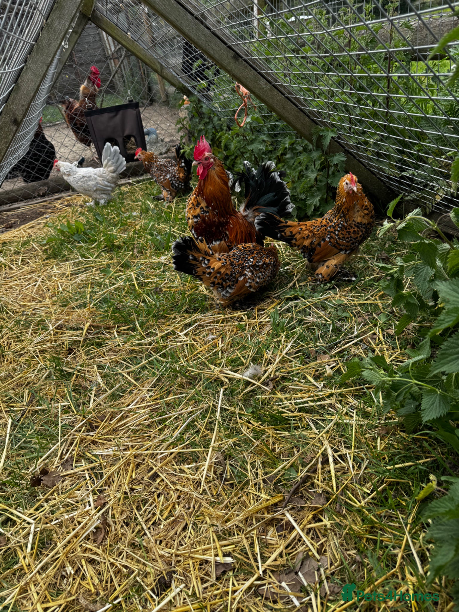 Chickens poultry 🥚 Sablepoot hatching eggs 🥚 - Advert 2