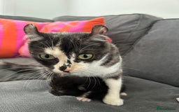 American Curl cats for sale: Kitten for sale - Image 6
