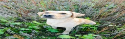 Labrador Retriever dogs for sale: Labrador puppies in Stockbridge - Advert 1