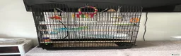 Budgerigars birds for sale: 2 beautiful baby budgies for sale in Stoke-on-Trent - Advert 5