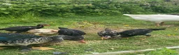 Chickens poultry for sale: 15 week old shamo chicks in Cheltenham - Advert 8