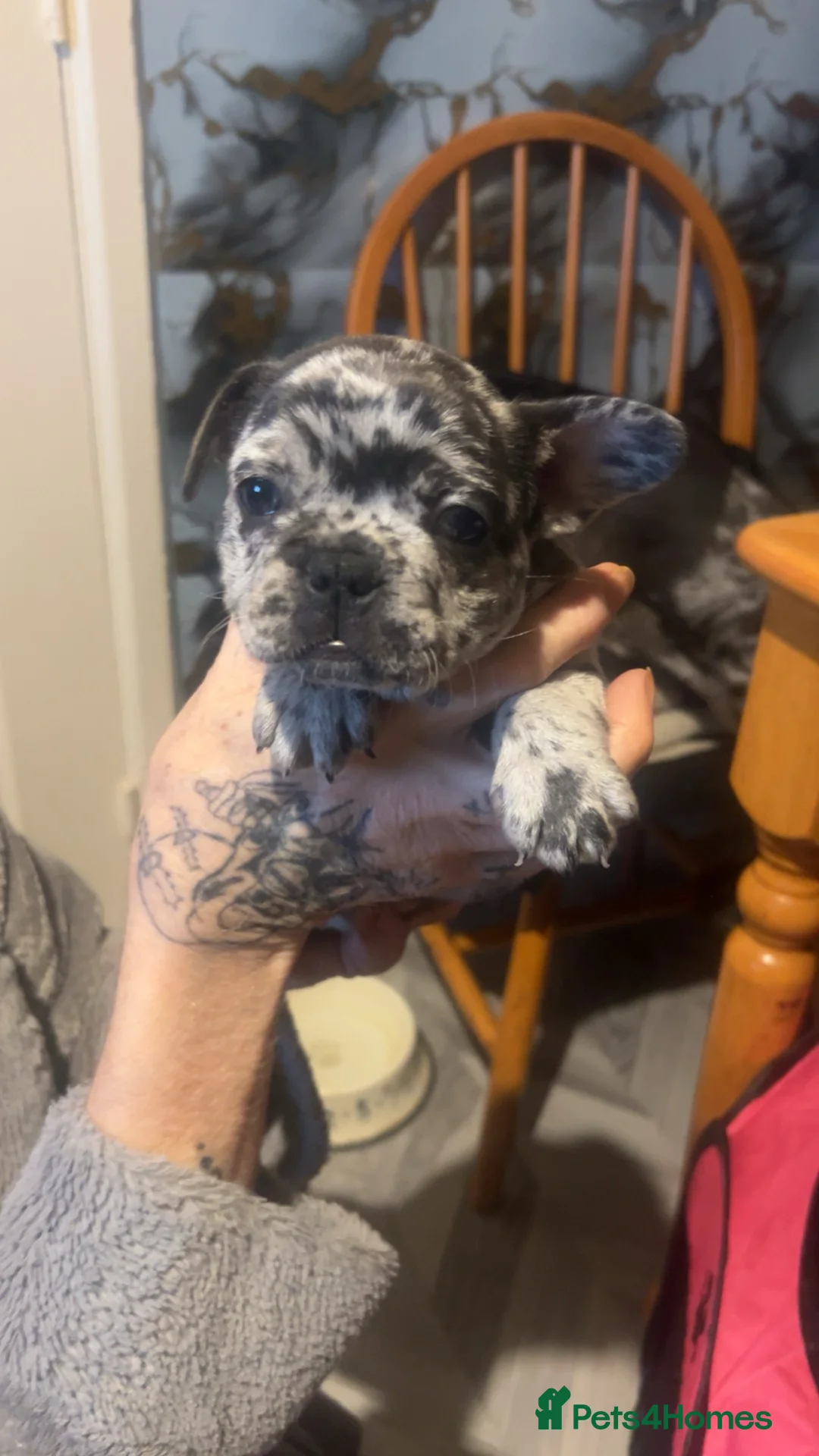 French Bulldog dogs for sale: French bulldog puppies  - Advert 7