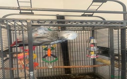 Parrots birds for sale: African grey parrot  - Image 3