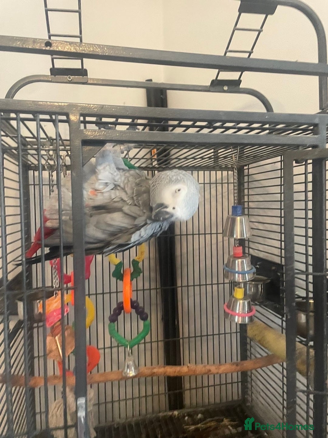 Parrots birds for sale: African grey parrot  - Image 3