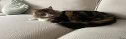 Mixed Breed cats for sale: Mother and Son long-haired cats - Advert 3