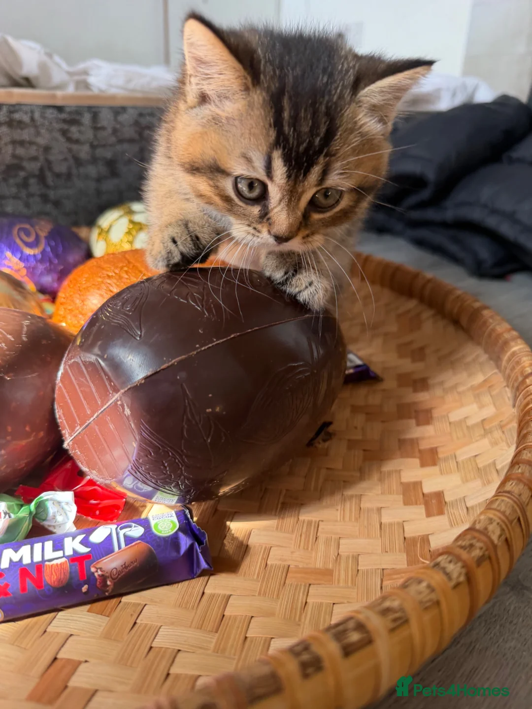 Scottish Fold cats for sale: Champion bloodlines Scottish Fold/Straight Kittens - Advert 2