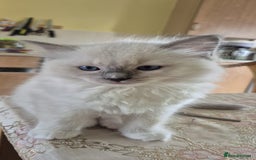 Ragdoll cats for sale: 1 female GCCF Pedigree Ragdoll kitten left - Image 27