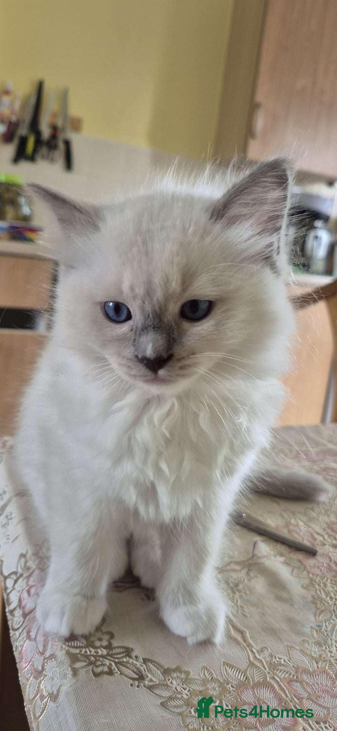 Ragdoll cats for sale: 1 female GCCF Pedigree Ragdoll kitten left - Image 27
