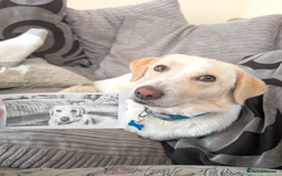 Mixed Breed dogs for sale: Lovely Pixel  - Image 11