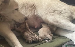 Siberian Husky dogs for sale: Beautiful Husky Puppies  - Image 10