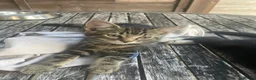 Mixed Breed cats for sale: 3 adorable kittens for sale  - Advert 15