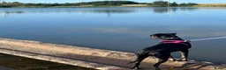 Saluki dogs for sale: Saluki greyhound  in Ashington - Advert 2