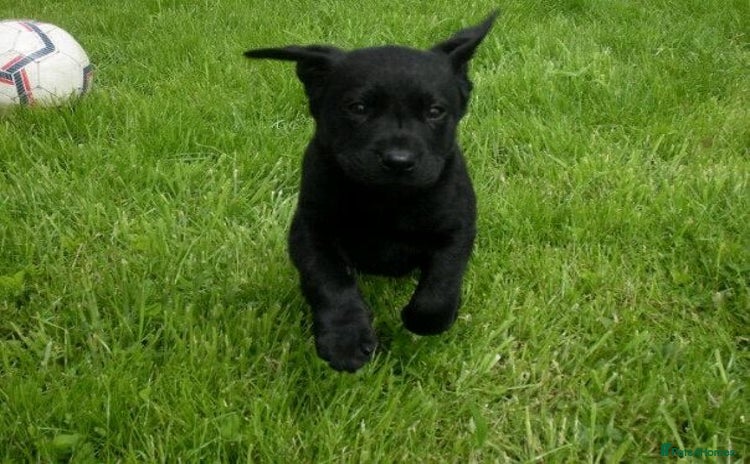 Labrador Retriever dogs Stunning black boy left  - Advert 1