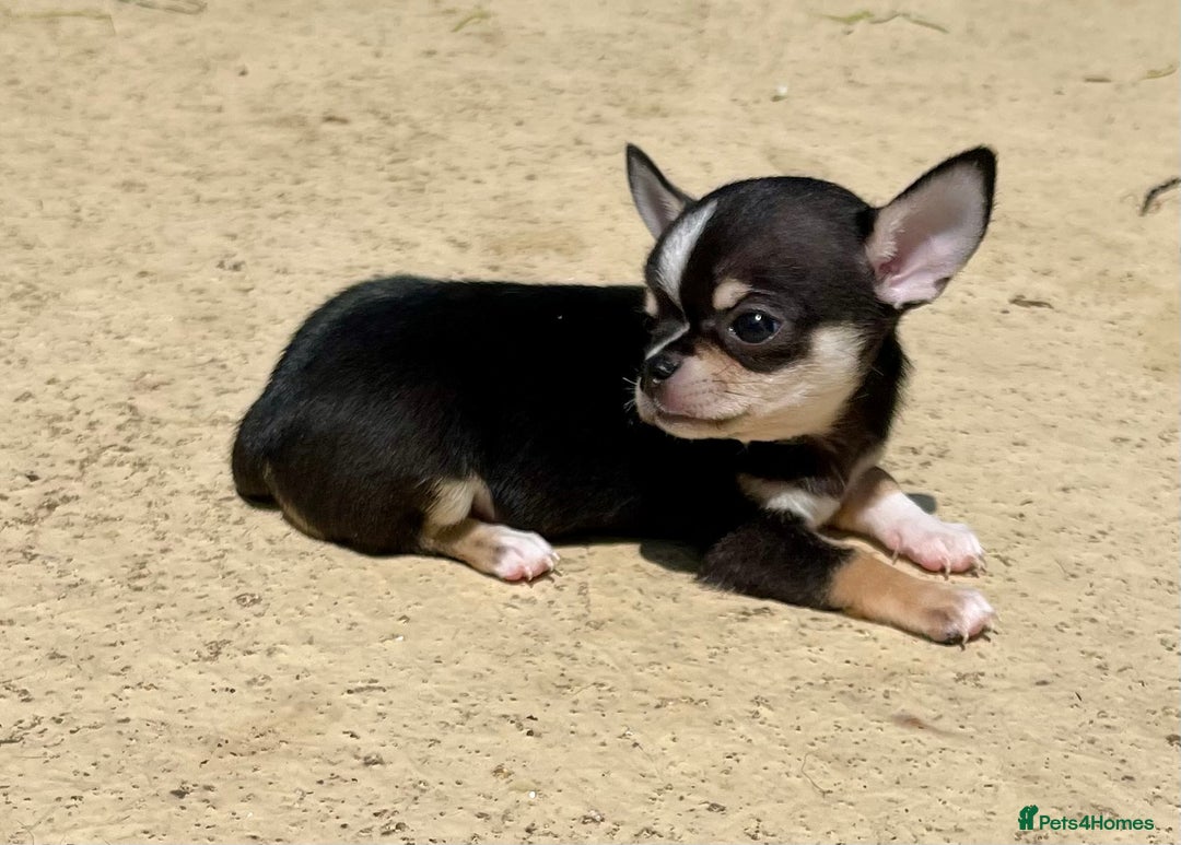 Chihuahua dogs for sale: KC Chihuahuas 🇬🇧 bloodlines 🌟🌟🌟🌟🌟 - Image 14