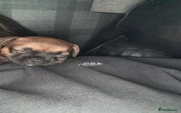 Frug dogs for sale: 12 week old frug puppy - Image 3