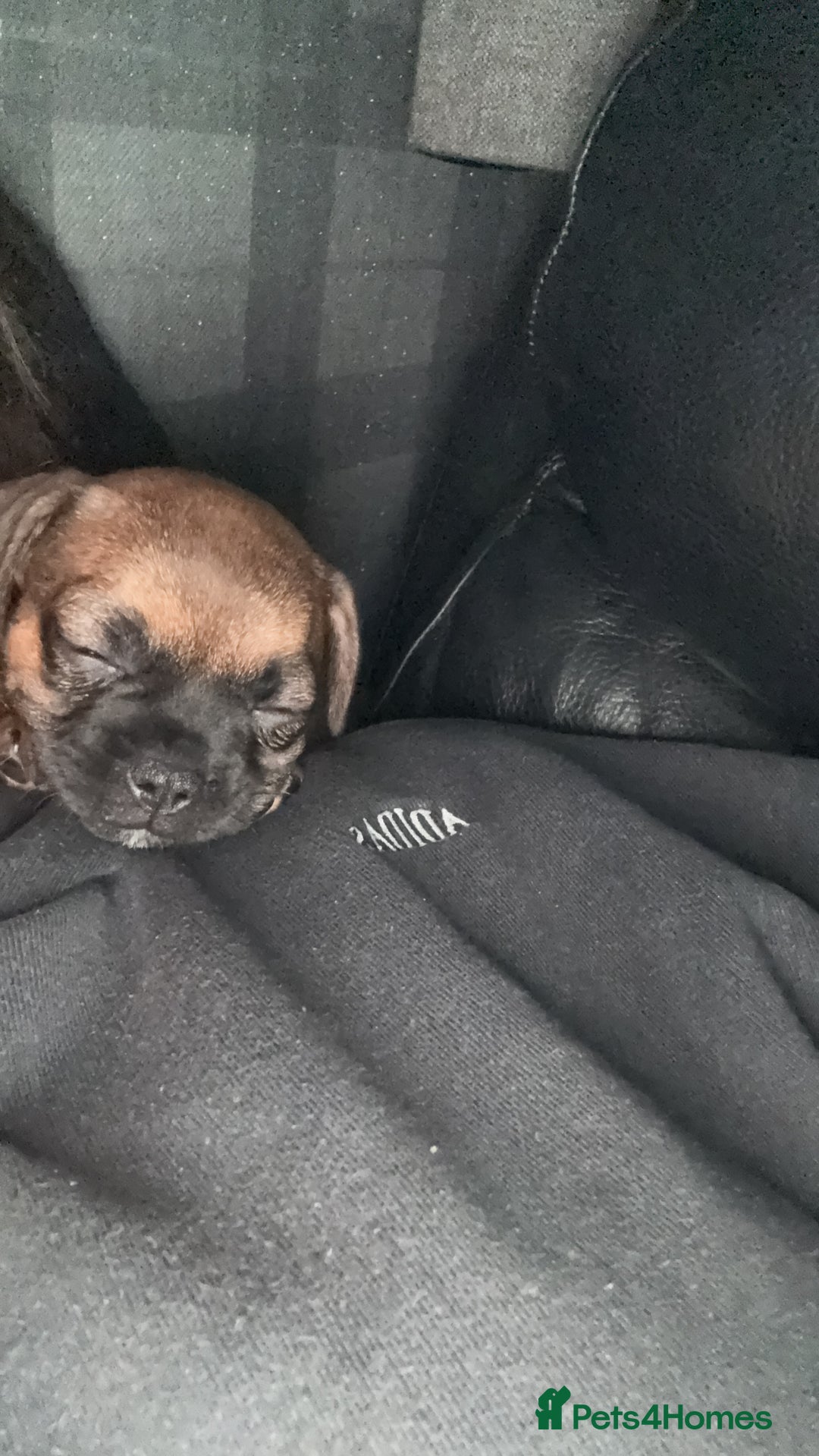 Frug dogs for sale: 12 week old frug puppy - Image 3