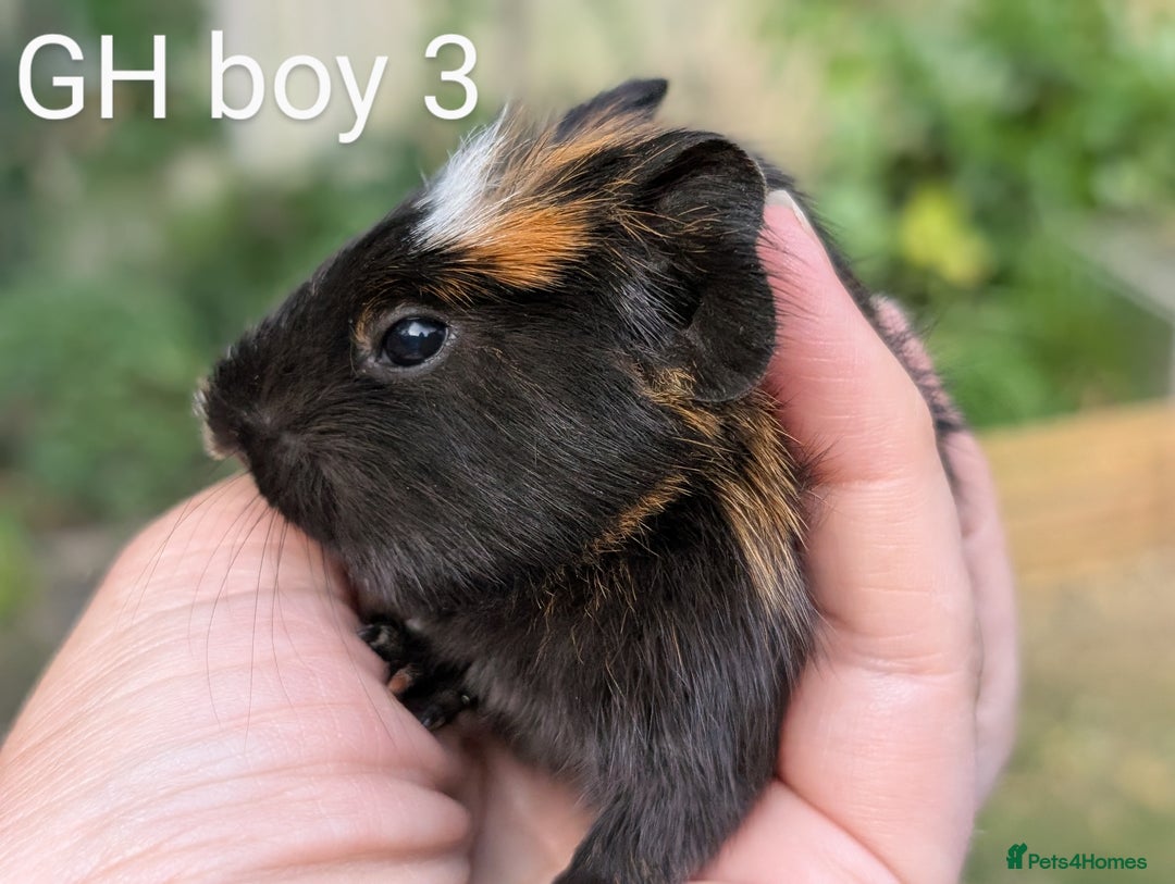 Guinea Pig rodents for sale: Gorgeous guinea pig pups  - Image 4