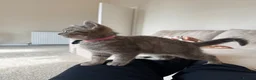 British Shorthair cats for sale: British Shorthair For Sale 💕 in Glasgow - Advert 7
