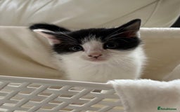 British Shorthair cats for sale: British Shorthair Kittens!  - Image 13