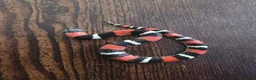 Mixed Breed reptiles for sale: Tri Colour Hognose Snakes  - Advert 8