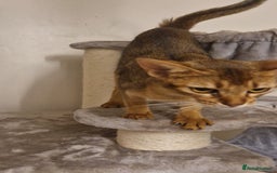 Abyssinian cats for sale: Beautifull Queen 🥰 - Image 5