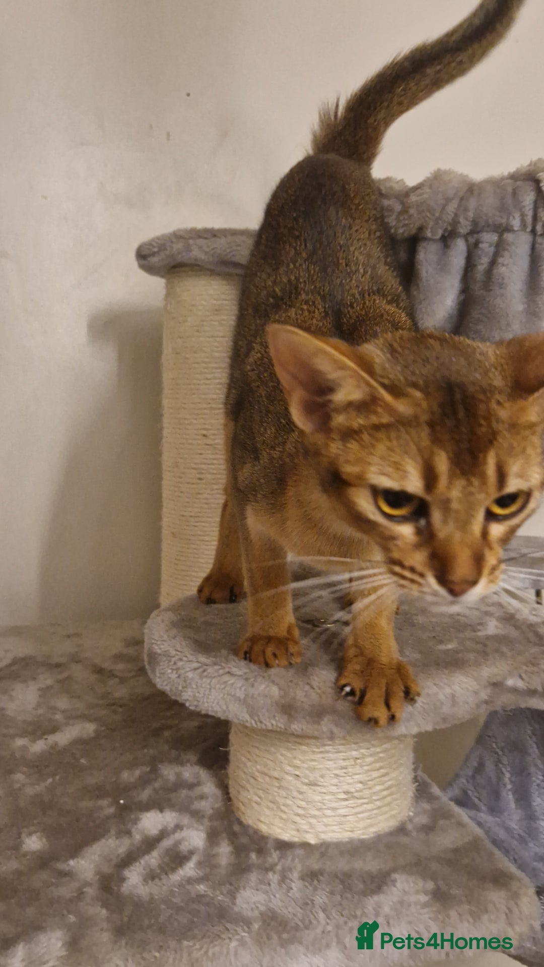 Abyssinian cats for sale: Beautifull Queen 🥰 - Image 5