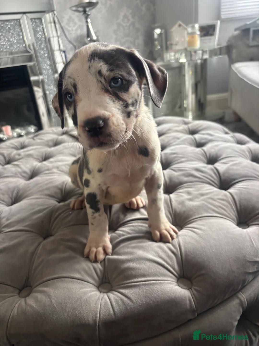 Neapolitan Mastiff dogs for sale: Neapolitan mastiff champion bloodline - Advert 21